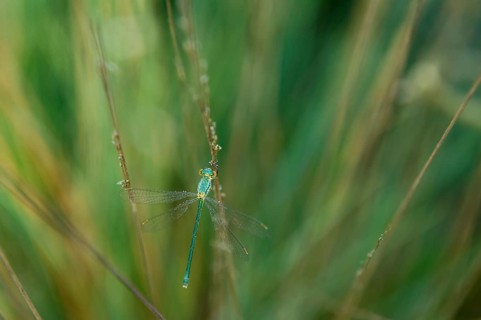 Emerald Damselfly (Lestes sponsa) on a blade of grass