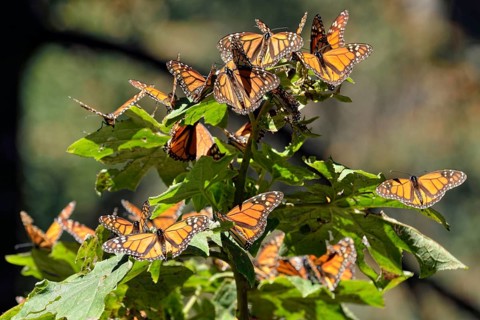 Monarch butterfly (Danaus plexippus)