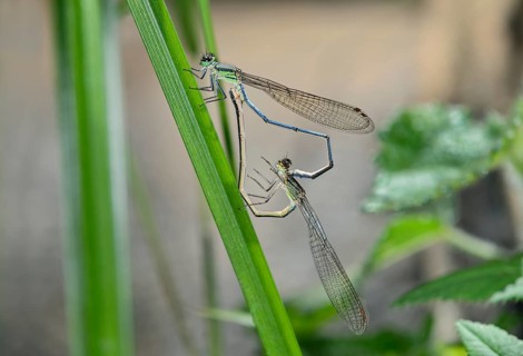 Mating wheel of Pseudagrion spernatum dragonflies