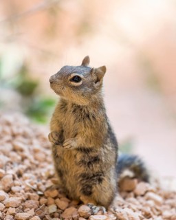 Harris' Antelope Squirrel (Ammospermophilus harrisii)