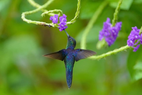 Violet-crowned Woodnymph (Thalurania colombica)