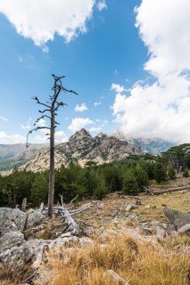Dead tree in front of a mountain