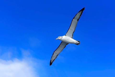 Shy albatross (Thalassarche cauta)
