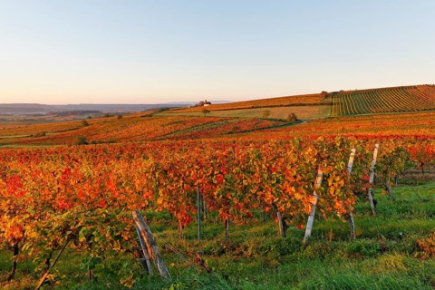 Autumnal vineyards