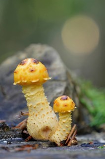 Golden Scalycap (Pholiota aurivella)