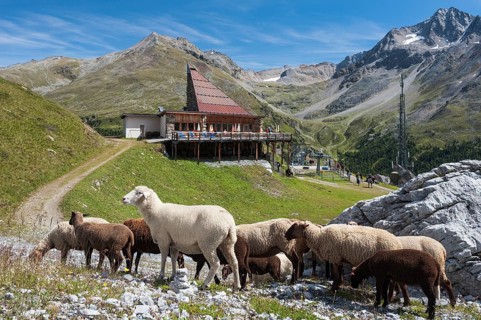 Sheep in front of the mountain restaurant K2 at the Langenstein
