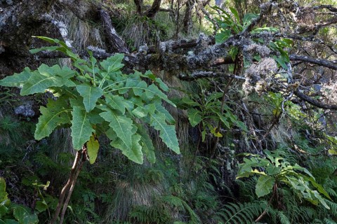 Sonchus fruticosus (Sonchus fruticosus)