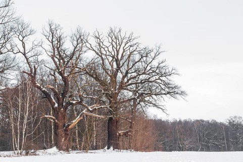 Old English oaks (Quercus robur) in winter