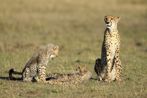 Cheetah (Acinonyx jubatus)