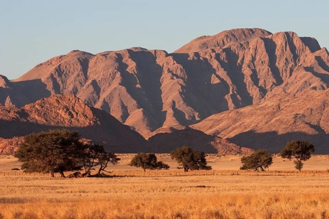Grassy steppe with Camel Thorn trees (Vachellia erioloba)