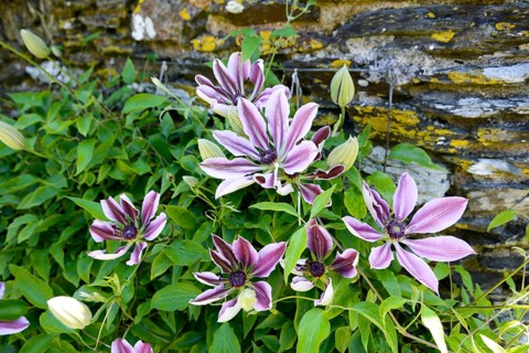 Purple clematis (Clematis)