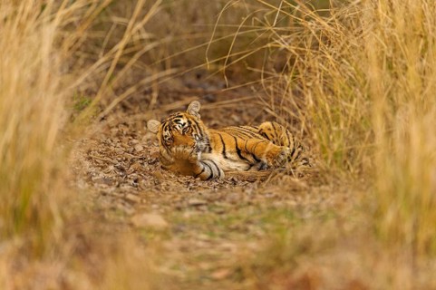 Sub-adult Bengal or Indian tiger (Panthera tigris tigris) resting on a grassy patch of ground