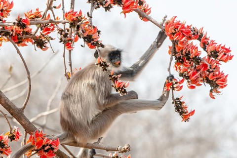 Northern plains gray langur (Semnopithecus entellus)