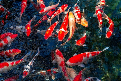 Koi carp in a pond