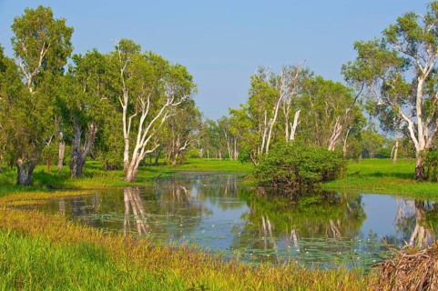 Trees along a river