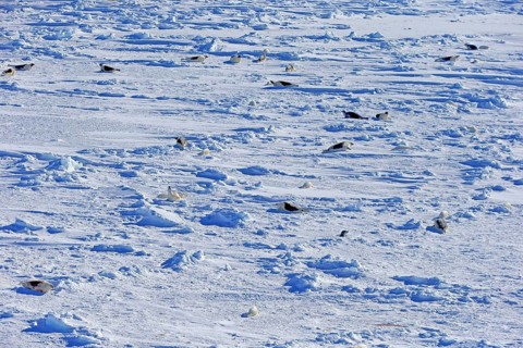 Harp Seals or Saddleback Seals (Pagophilus groenlandicus