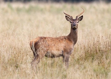 Red Deer (Cervus elaphus)