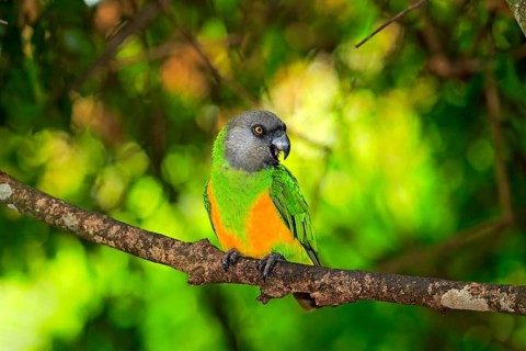 Senegal Parrot (Poicephalus senegalus)