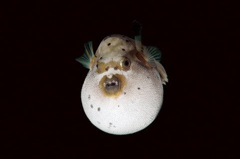 Blackspotted puffer or dog-faced puffer (Arothron nigropunctatus) Boholsee