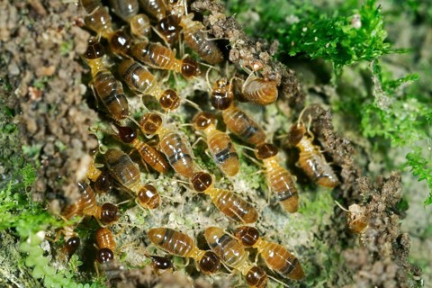 Nasutitermes termites with nose-like appendages on the head for spraying a sticky liquid for defense
