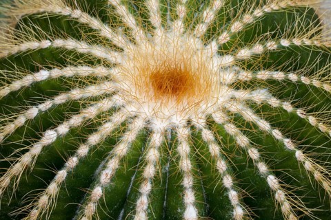 Cacti (Parodia magnifica