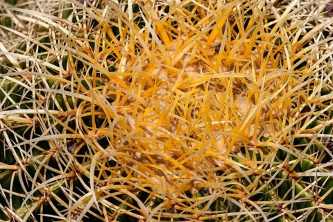 Golden Barrel Cactus (Echinocactus grusonii)