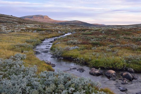 Mountain stream in the fjell landscape in autumn