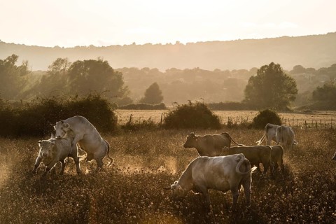 Charolais cattle in a pasture