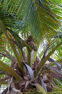 Coconut tree (Cocos nucifera)