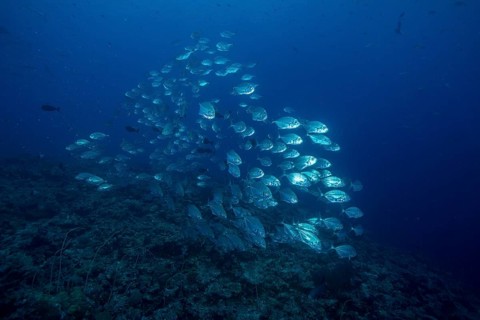 School of Bigeye Trevallies (Caranx sexfasciatus)