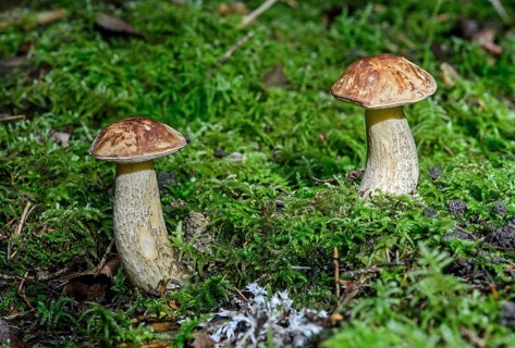 Birch Bolete (Leccinum scabrum)