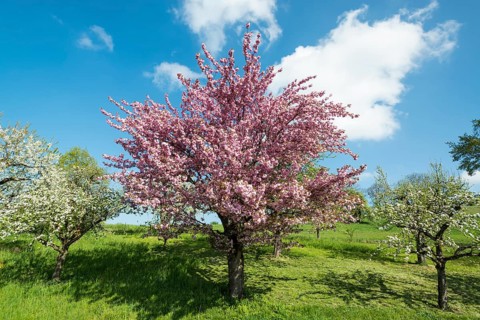 Blossoming fruit tree in spring