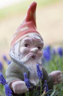 Garden gnome amongst grape hyacinths (Muscari botryoides)