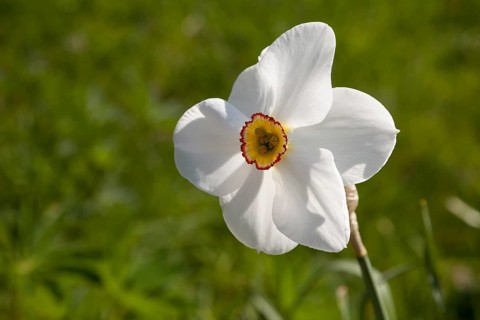 White Daffodil (Narcissus)