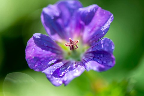 Cranesbill (Geranium)