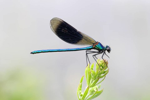 Banded Demoiselle or Banded Agrion (Calopteryx splendens) male on a blade of grass