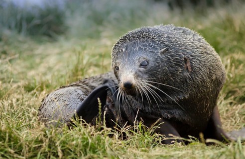 New Zealand sea lion (Phocarctos hookeri) pup