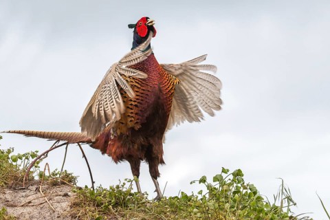 Common Pheasant (Phasianus colchicus)