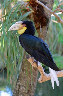 Wreathed hornbill (Aceros undulatus)