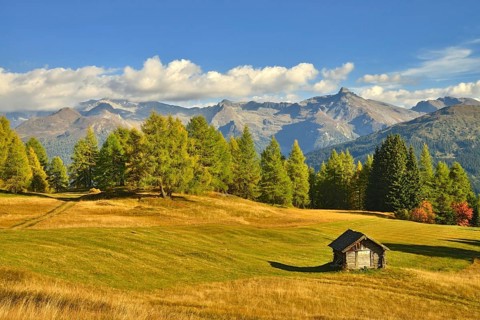 Cultural landscape with larch trees in autumn