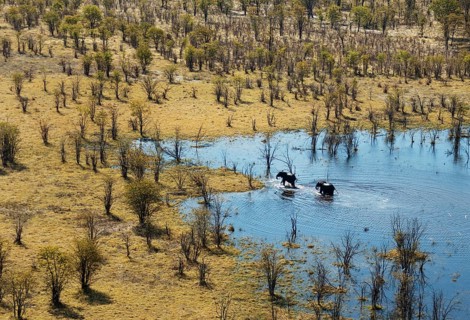 African Elephants (Loxodonta africana)