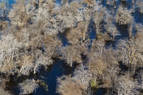 Dead Mopane trees (Colophospermum mopane) in a freshwater marsh