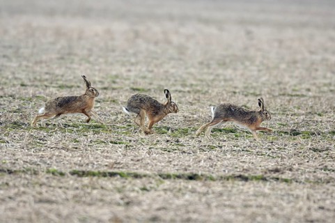 Three running hares (Lepus europaeus) in a field in the mating season