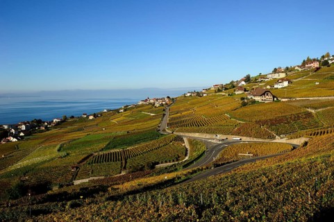 The vineyards of Lavaux on Lake Geneva