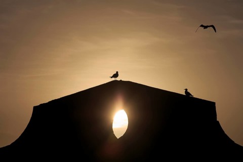 Yellow-legged Gulls (Larus michahellis) at the harbour wall at sunset