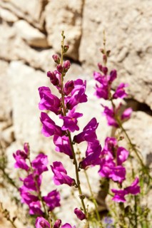 Snapdragon (Antirrhinum sp.) against stone wall