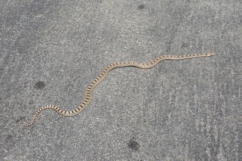 Great Basin Gopher Snake (Pituophis catenifer deserticola)