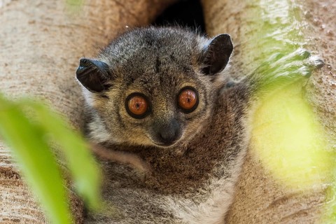 Weasel sportive lemur (Lepilemur mustelinus)