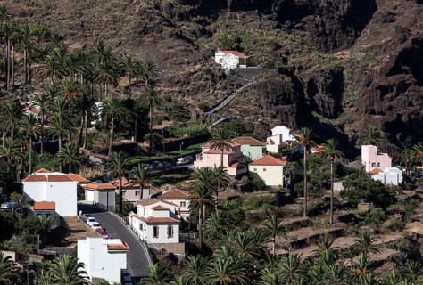 Canary Island Date Palms (Phoenix canariensis)