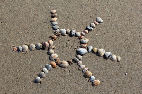 Cockles (Cerastoderma edule) arranged in the shape of a sun in the sand